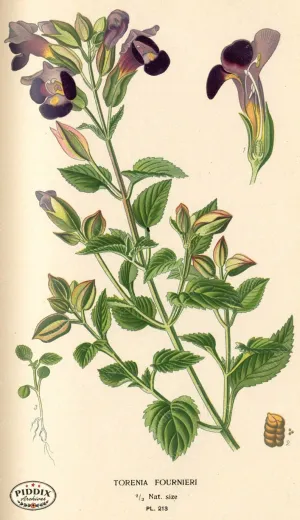 PDXC4058 -- Flowers