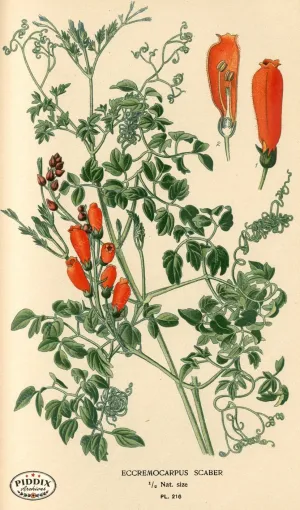 PDXC4061 -- Flowers