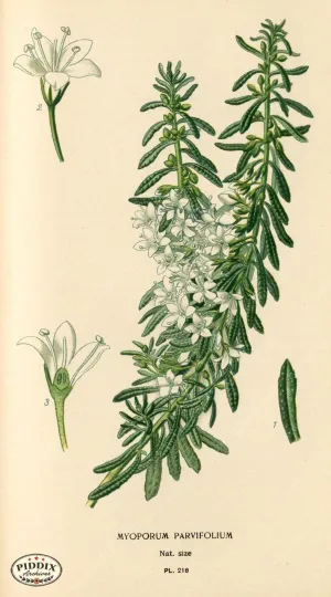 PDXC4063 -- Flowers