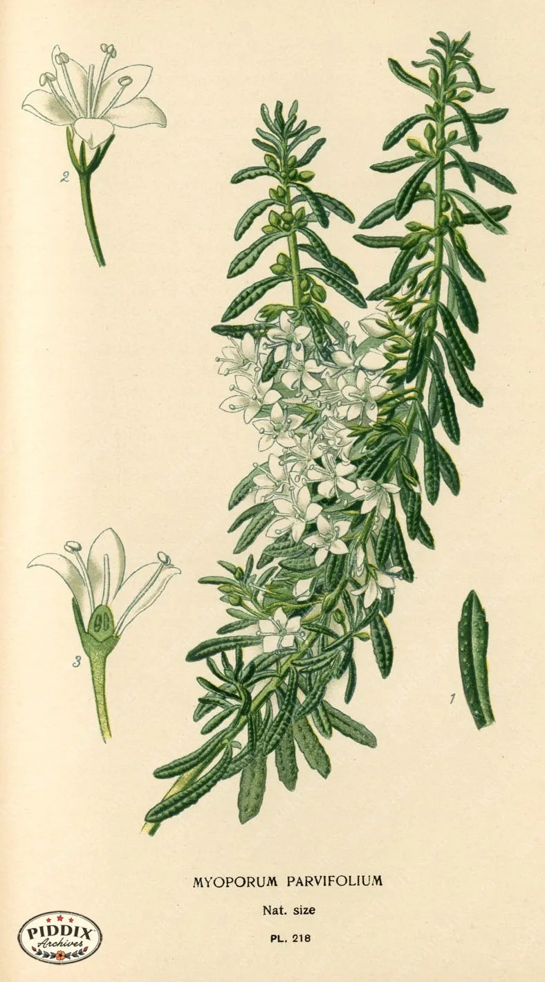 PDXC4063 -- Flowers