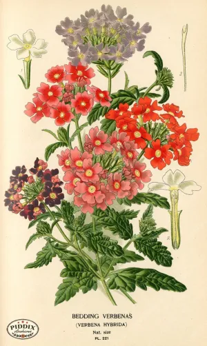 PDXC4066 -- Flowers