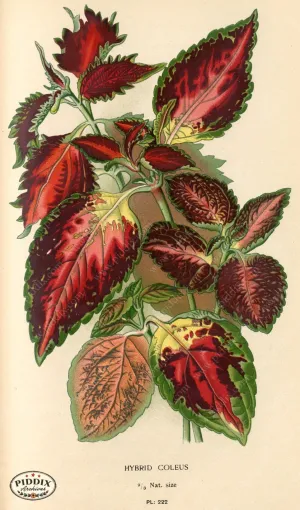 PDXC4067 -- Flowers