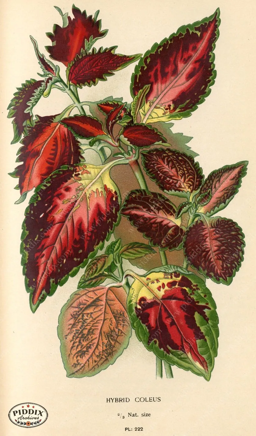 PDXC4067 -- Flowers