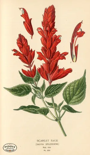 PDXC4068 -- Flowers