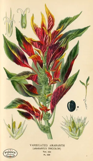 PDXC4073 -- Flowers