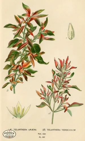 PDXC4076 -- Flowers