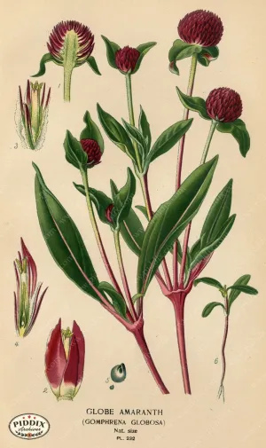 PDXC4077 -- Flowers