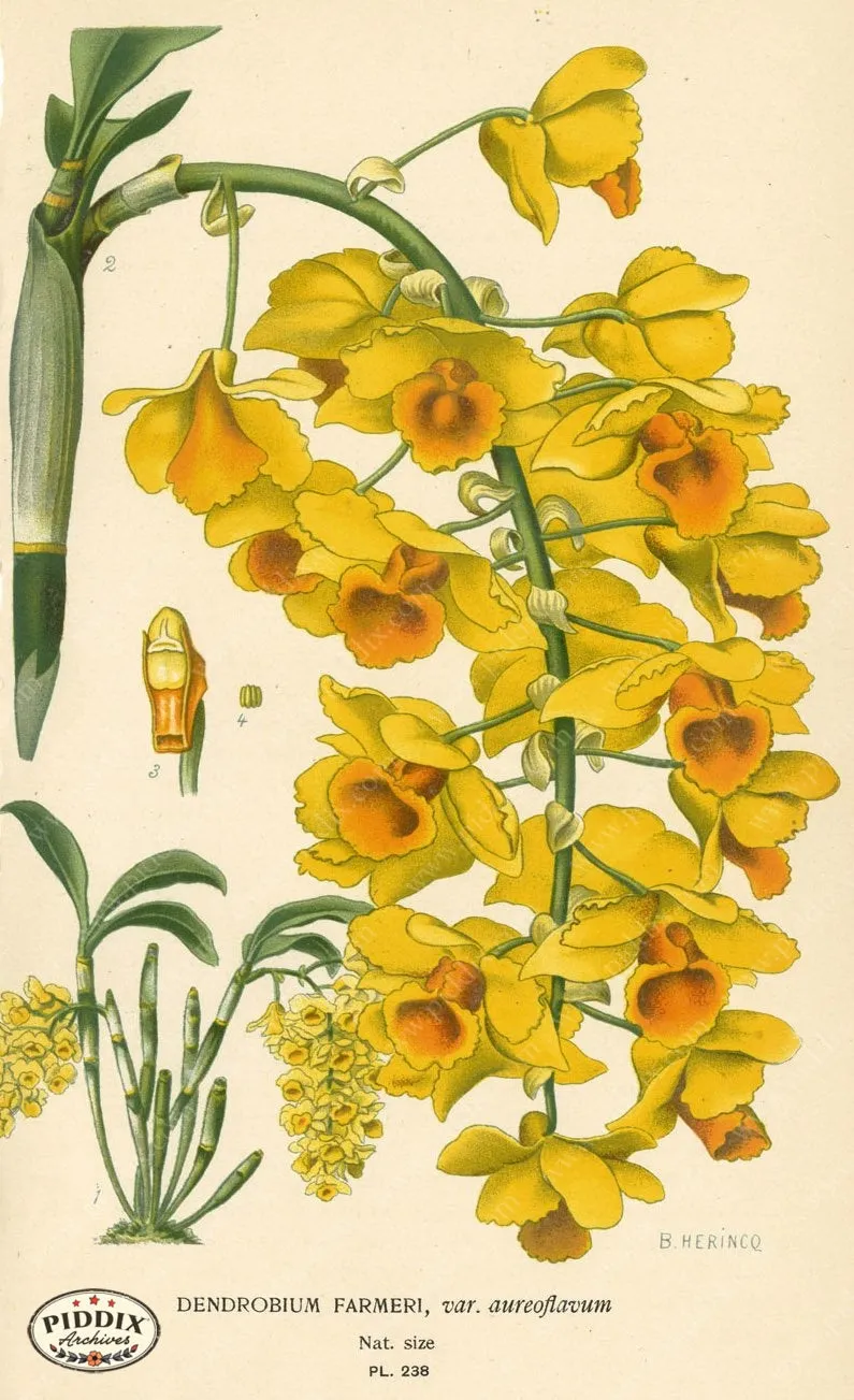 PDXC4086 -- Flowers