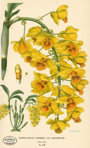 PDXC4086 -- Flowers