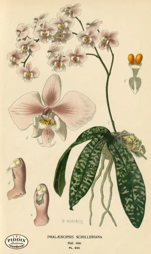 PDXC4090 -- Flowers