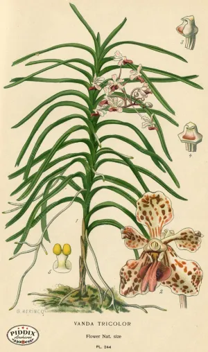 PDXC4091 -- Flowers