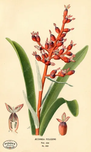 PDXC4096 -- Flowers