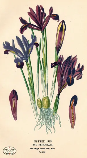 PDXC4099 -- Flowers