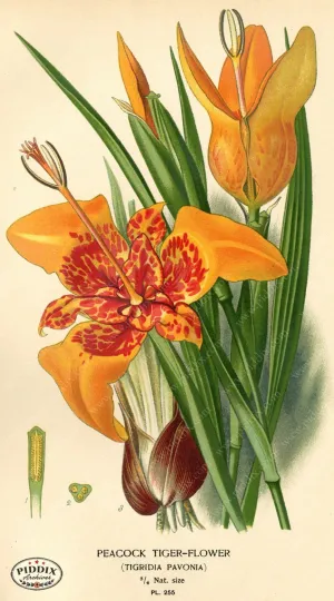 PDXC4100 -- Flowers