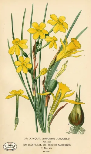 PDXC4101 -- Flowers