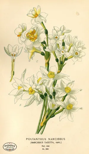 PDXC4102 -- Flowers