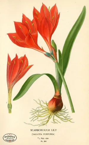 PDXC4103 -- Flowers