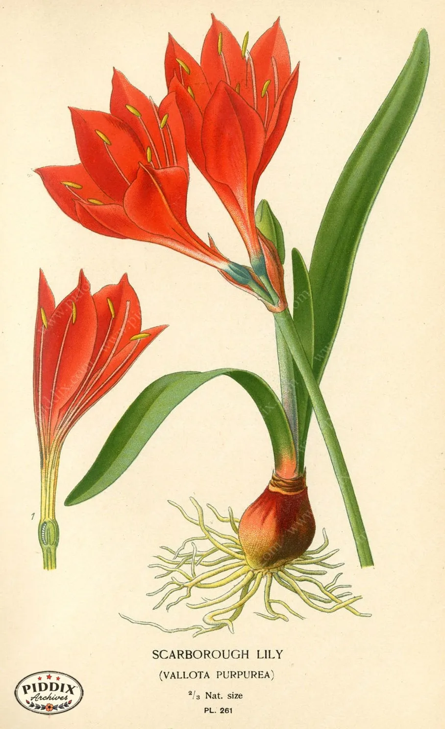PDXC4103 -- Flowers