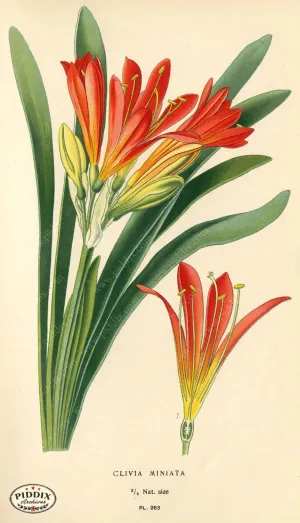 PDXC4105 -- Flowers