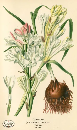 PDXC4107 -- Flowers