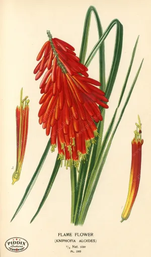 PDXC4110 -- Flowers