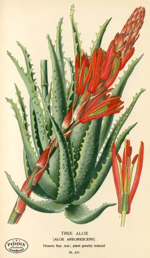 PDXC4112 -- Flowers