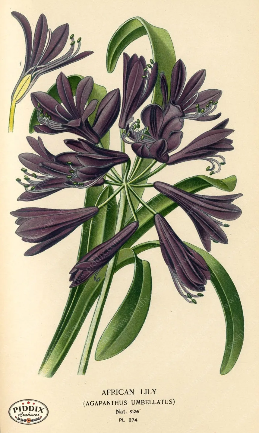 PDXC4115 -- Flowers