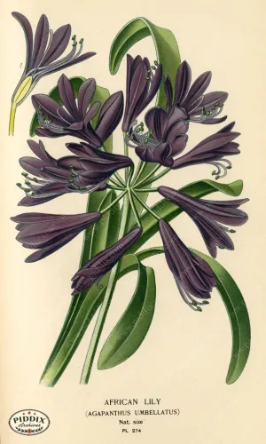 PDXC4115 -- Flowers