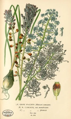 PDXC4118 -- Flowers