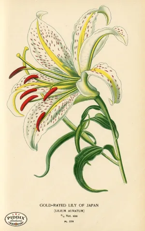 PDXC4121 -- Flowers