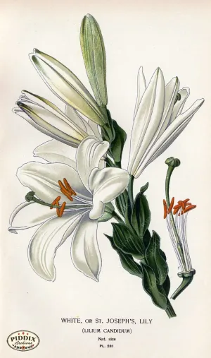 PDXC4123 -- Flowers