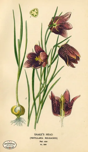 PDXC4126 -- Flowers