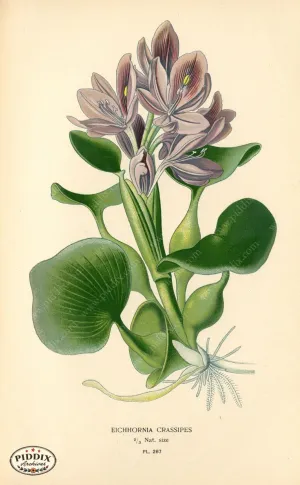 PDXC4129 -- Flowers