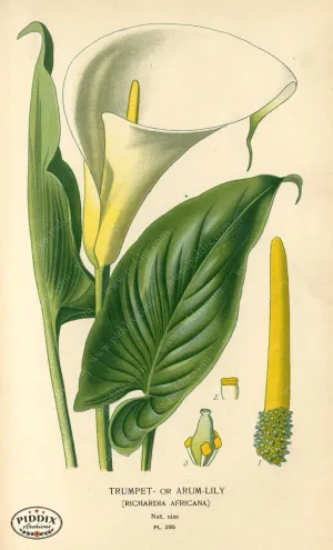 PDXC4138 -- Flowers