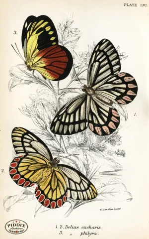 PDXC4400 -- Butterflies
