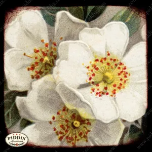 PDXC5105 -- Flora & Fauna