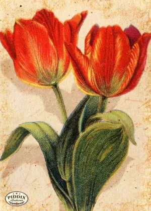PDXC5133 -- Flora & Fauna