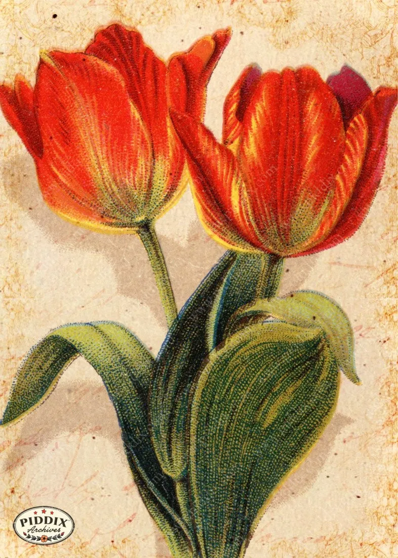 PDXC5133 -- Flora & Fauna