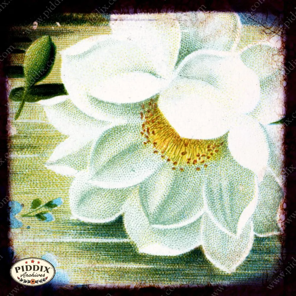 PDXC5142 -- Flora & Fauna