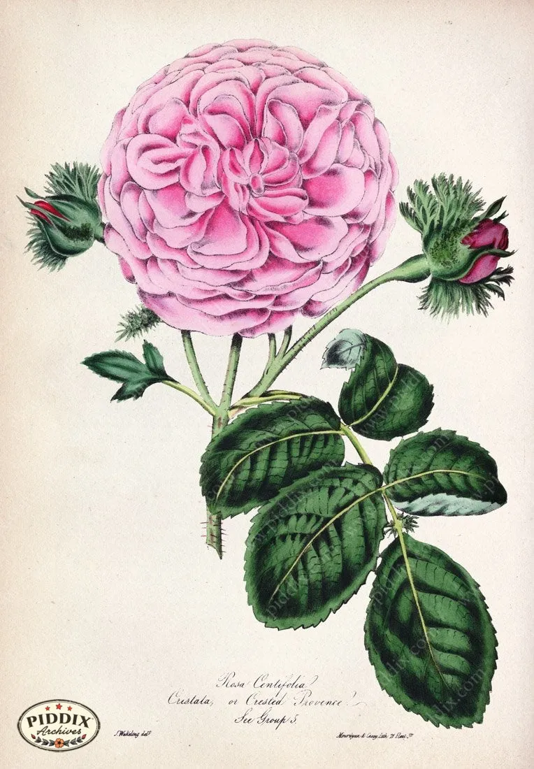 PDXC5234 -- Roses