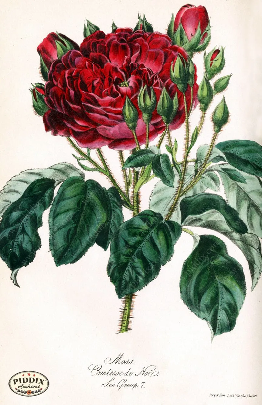 PDXC5235 -- Roses