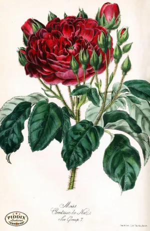 PDXC5235 -- Roses