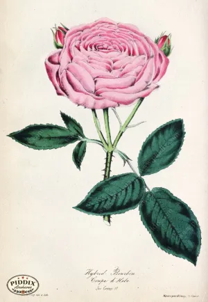 PDXC5238 -- Roses