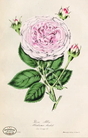 PDXC5239 -- Roses