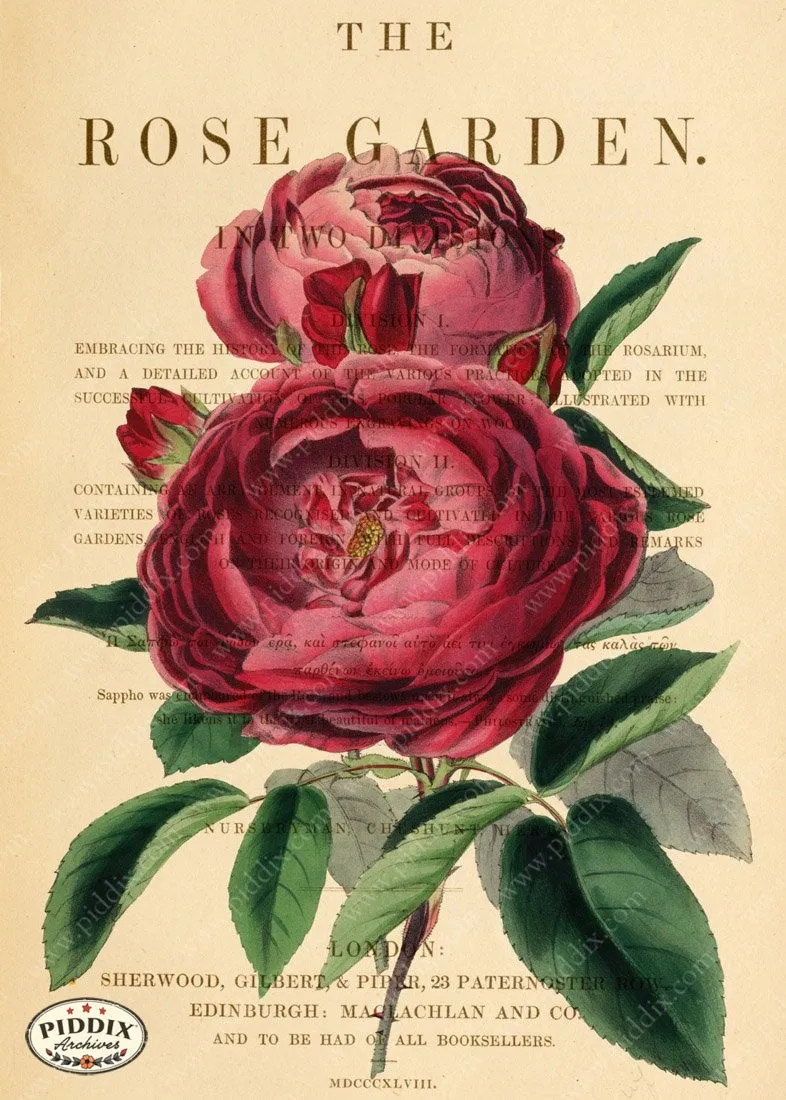 PDXC5242b -- Roses