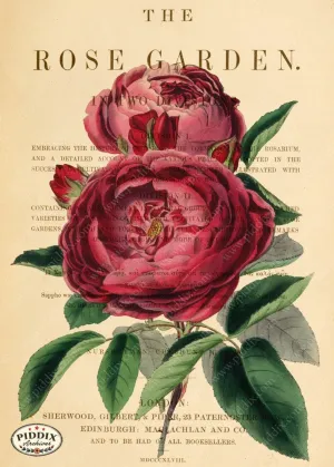 PDXC5242b -- Roses