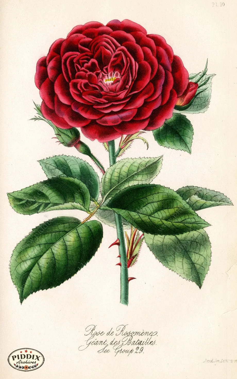 PDXC5244 -- Roses