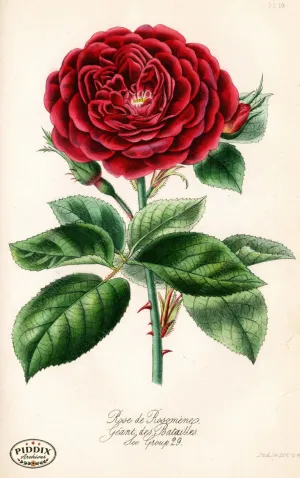 PDXC5244 -- Roses