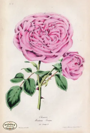 PDXC5246 -- Roses