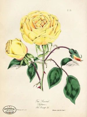 PDXC5247 -- Roses